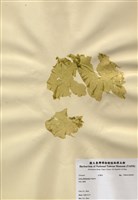 藏品(亞殼狀石蓴)的圖片